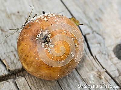 Apple affected by fungus and mold. Disease scab, a Lousy rotten Apple. Stock Photo