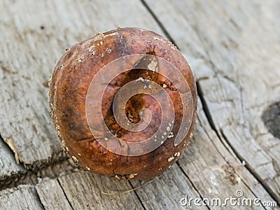 Apple affected by fungus and mold. Disease scab, a Lousy rotten Apple. Stock Photo