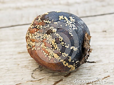 Apple affected by fungus and mold. Disease scab, a Lousy rotten Apple. Stock Photo