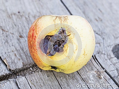 Apple affected by fungus and mold. Disease scab, a Lousy rotten Apple. Stock Photo