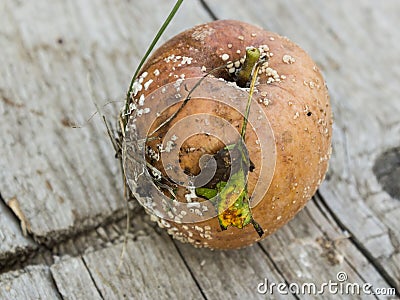 Apple affected by fungus and mold. Disease scab, a Lousy rotten Apple. Stock Photo