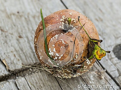 Apple affected by fungus and mold. Disease scab, a Lousy rotten Apple. Stock Photo