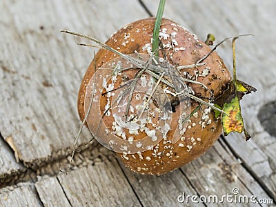 Apple affected by fungus and mold. Disease scab, a Lousy rotten Apple. Stock Photo