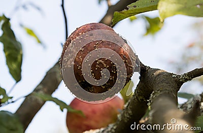 Crop of apples ruined by diseases of fruit trees. Apple is affected by fungus and mold. Disease scab, a lousy rotten Apple. Stock Photo