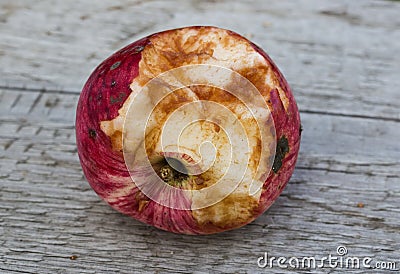 Crop of apples ruined by diseases of fruit trees. Apple is affected by fungus and mold. Disease scab, a lousy rotten Apple. Stock Photo