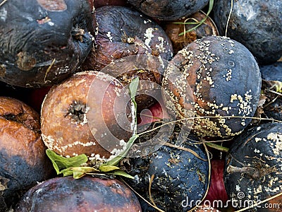 Crop of apples ruined by diseases of fruit trees. Apple is affected by fungus and mold. Disease scab, a lousy rotten Apple. Stock Photo