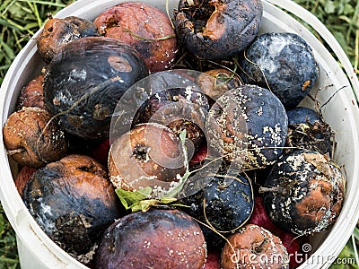 Crop of apples ruined by diseases of fruit trees. Apple is affected by fungus and mold. Disease scab, a lousy rotten Apple. Stock Photo