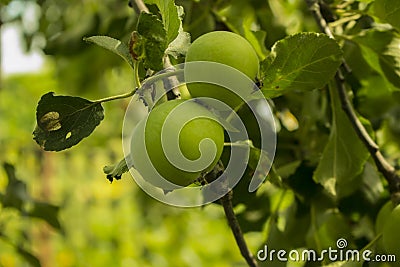 Apple on apple trees in the garden Stock Photo