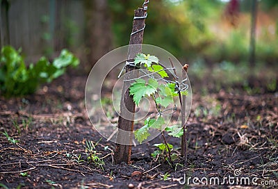 Apple, apples, plums, tomatoes, grapes, strawberries. How to grow garden plants in summer. Stock Photo