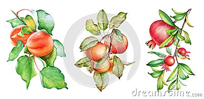 Apple, apricot and pomegranate tree branches. Watercolor illustration Cartoon Illustration