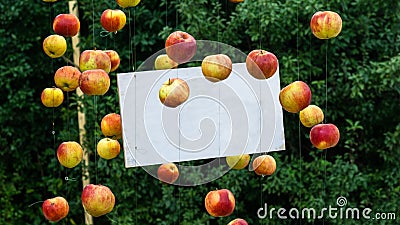 Fresh apples arrangement around of a white board Stock Photo