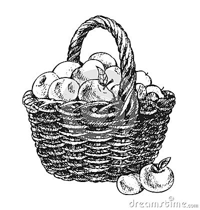 Apple basket drawing Vector Illustration