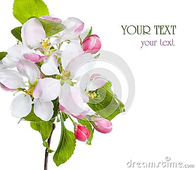 Apple Blossom Stock Photo