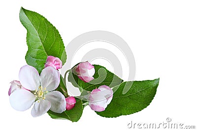 Apple Blossom Stock Photo