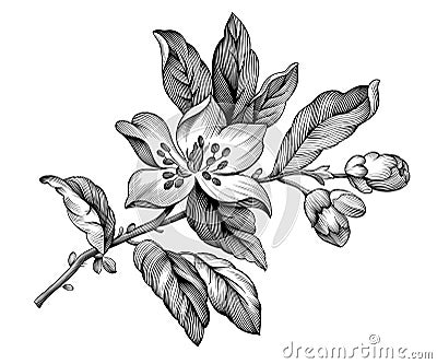 Apple blossom vintage floral spring branch rose sakura cherry flowers. Black and white engraved botanical illustration. Vector fi Vector Illustration