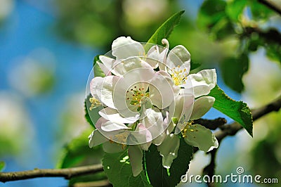 Apple blossom Stock Photo