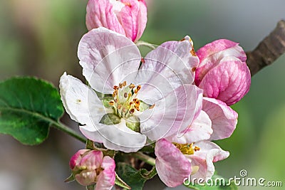 Apple blossom on apple tree Stock Photo