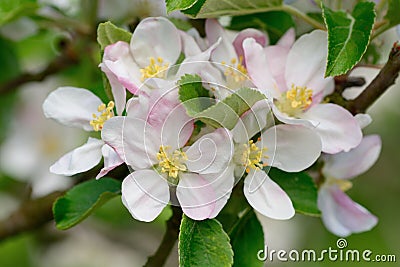 Apple blossom in bloom Stock Photo