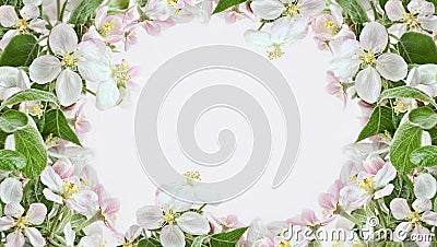 Apple blossom borders on pink background Stock Photo