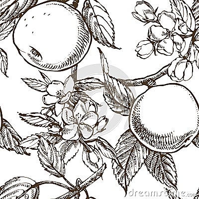 Apple blossom branch isolated on white. Vintage botanical hand drawn illustration. Spring flowers of apple tree Vector Illustration