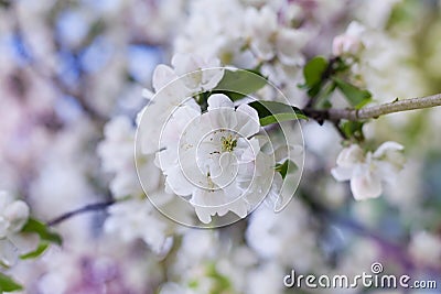 Apple blossom branch with white flowers against beautiful bokeh background, lovely landscape of nature Stock Photo