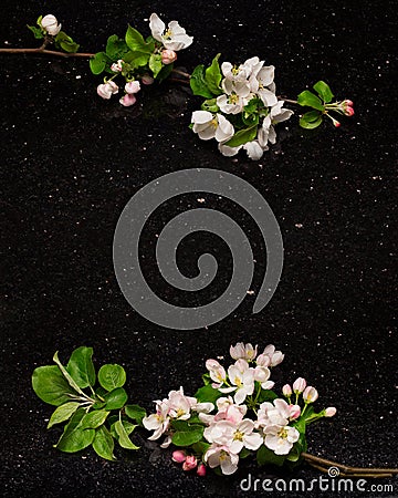 Apple blossom branches on Star Galaxy granite countertop Stock Photo
