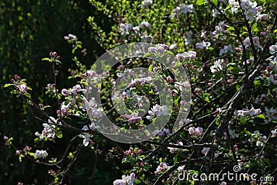 apple blossom on darkgreen background Stock Photo
