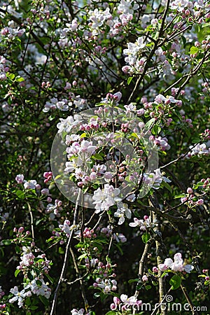 apple blossom on darkgreen background Stock Photo