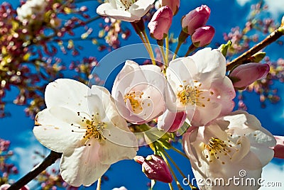 Apple Blossom Flower Stock Photo