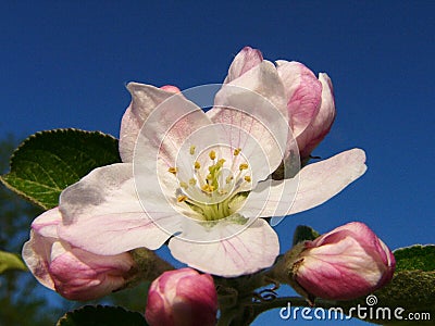 Apple Blossom Full Stock Photo