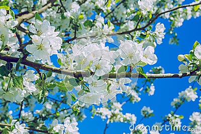 Apple blossom, park, Riga, Latvia, 2017. Stock Photo