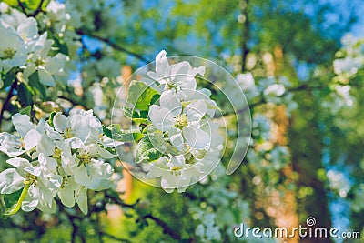 Apple blossom, park, Riga, Latvia, 2017. Stock Photo