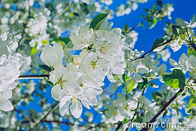 Apple blossom, park, Riga, Latvia, 2017. Stock Photo