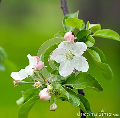 Apple blossom Stock Photo