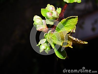 Apple blossom in spring beautiful flowers Stock Photo