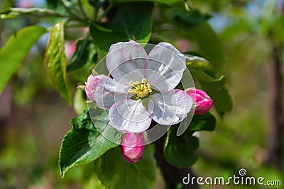 Apple blossom. Spring garden. Apple blossom close-up. Stock Photo