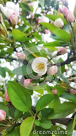 Apple blossom in spring time Stock Photo