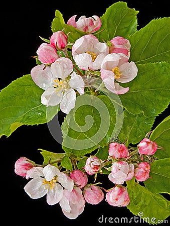 Apple blossom in springtime. Stock Photo