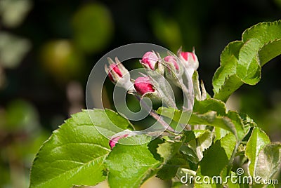 Apple blossom Stock Photo