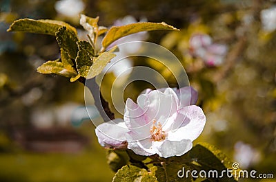 Apple blossom tree Stock Photo