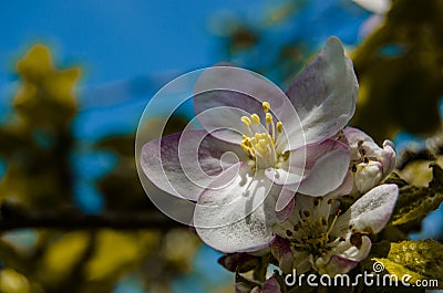 Apple blossom tree Stock Photo