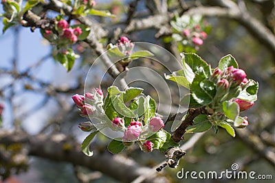 Apple blossoming tree flowering on old branches for natural gardening Stock Photo