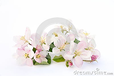 Apple blossoms Stock Photo