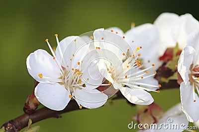 Apple blossoms Stock Photo