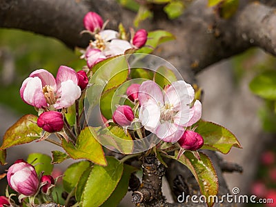 Apple Blossoms on Ancient Tree Stock Photo