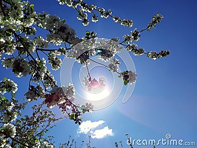 Apple blossoms bloom on a spring day. Lots of white flowers. Apple. There blue sky in the background. The awakening of nature Stock Photo