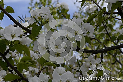 Apple blossoms on a branch Stock Photo