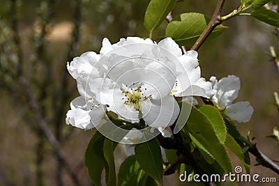 Apple blossoms on a branch close-up Stock Photo
