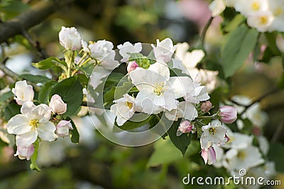 Apple blossoms, apple tree flowers, apple tree in blossom, blossoming apple tree Stock Photo