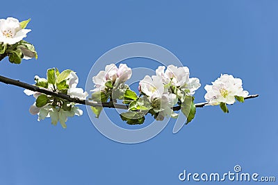 Blossoming of Apple Tree, Apple blossoms Stock Photo